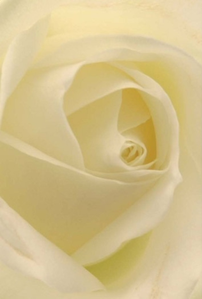 From a florist's vantage amidst the vibrant streets of Colindale, this close view of a classic white rose highlights tranquility and refined beauty. Beginning at its flawless centred spiral, the petals expand in perfect harmony, transitioning from a denser cream at the heart to gentle white edges that almost glow in the ambient shop light. The surface is matte and soft-like fine velvet caressed by a hint of morning breeze. Shadows play across each layered petal, revealing depths and subtle gradients reminiscent of quiet walks through Colindale's leafy avenues. This bloom embodies sincerity and sophistication, ideal for romantic occasions, sincere apologies, or as an understated focal point for an elegant event in a local venue. Each detail-whether the meticulous arrangement of petals or the understated transitions in shade-speaks to the Florist's craftsmanship and passion for their local craft. The air carries a suggestion of the rose's sweet, gentle aroma, making this an offering suitable for a wide range of heartfelt messages. Its graceful structure hints at both the purity and fortitude needed to mark life's most significant moments-thoughtfully created and delivered throughout Colindale with personal care.